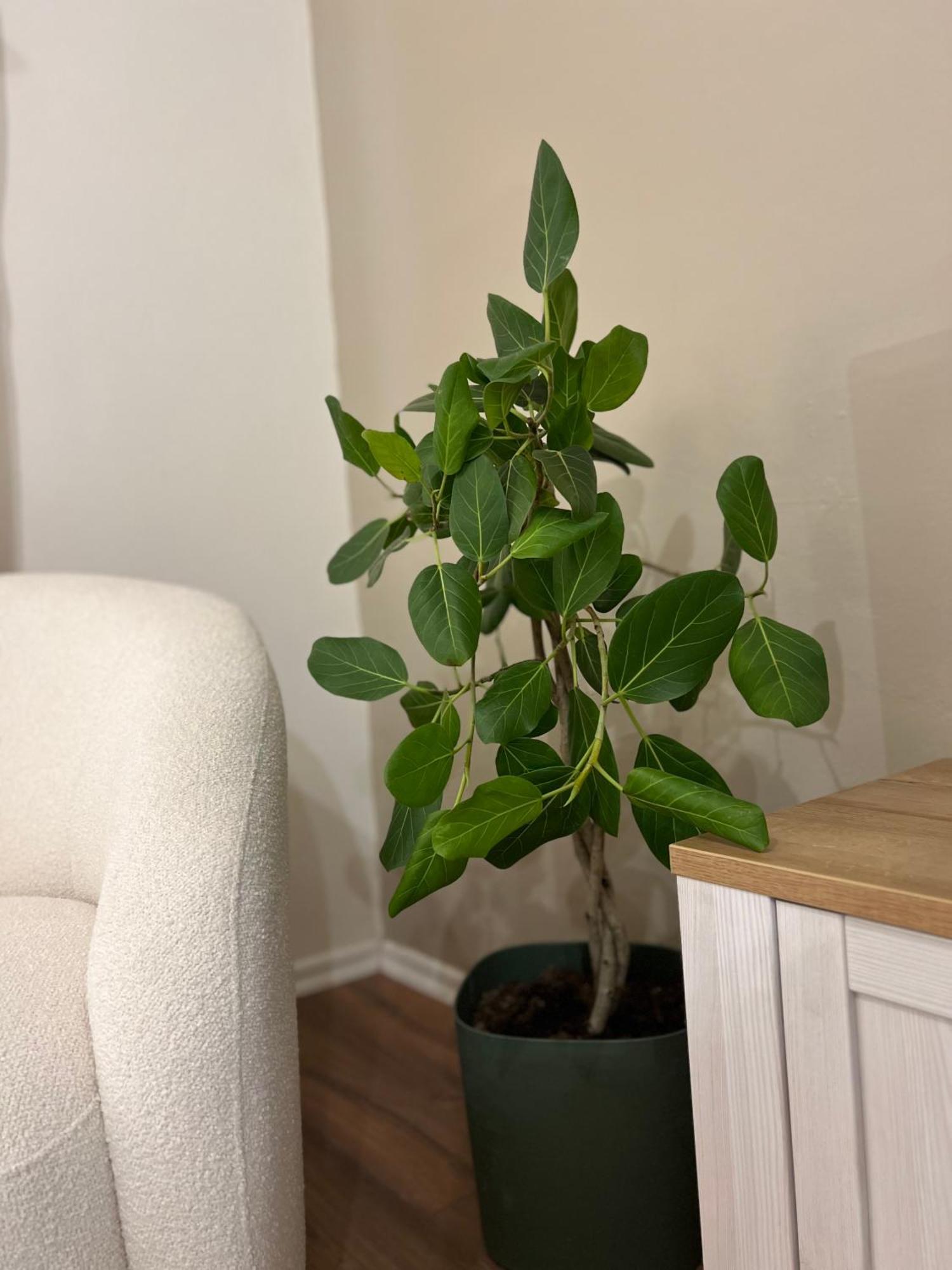Boho Cane Apartment 티라나 외부 사진